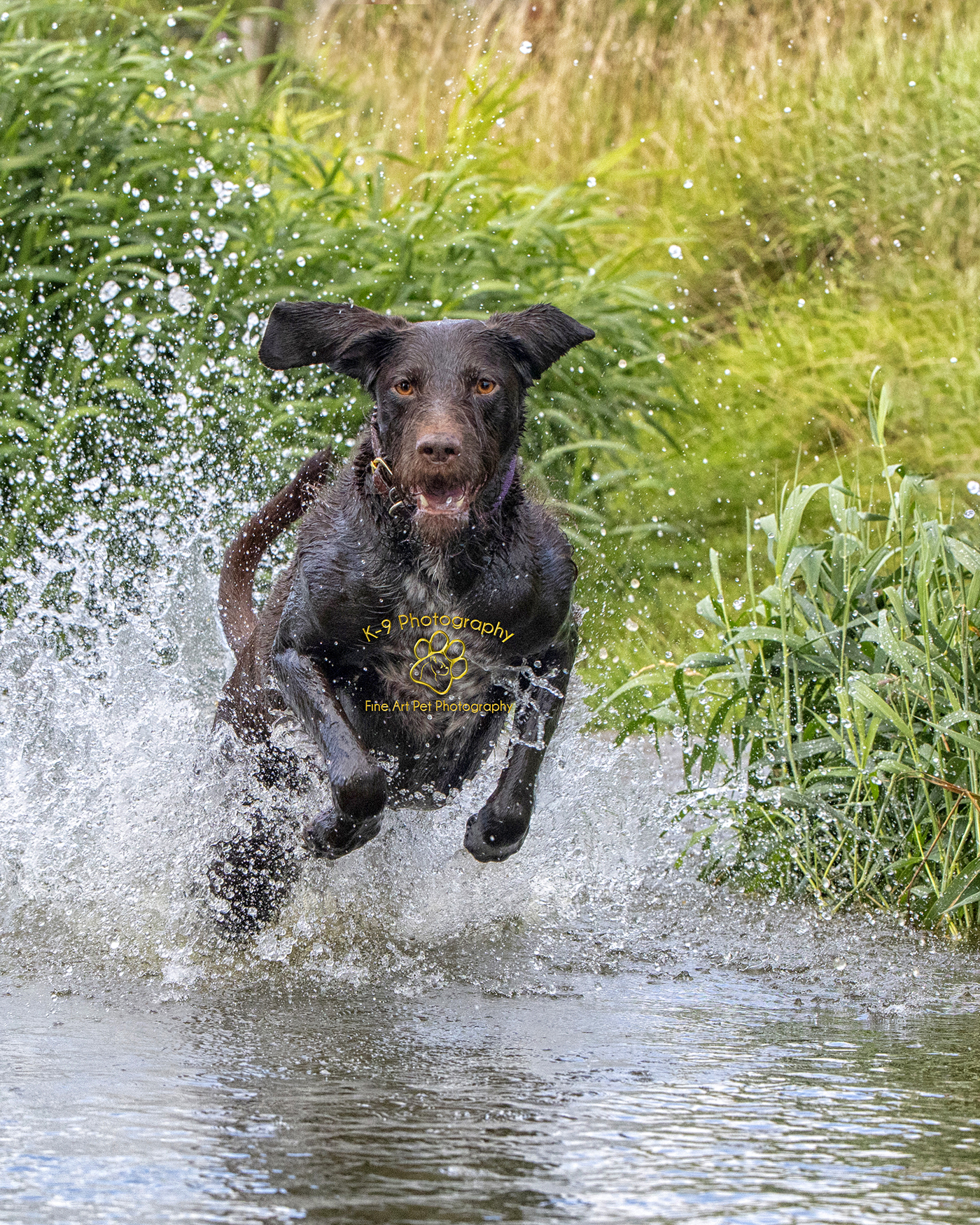 Dog Photography specialist in Bedford, Bedfordshire |photographed by award winning Dog and Pet photographer Adrian Bullers