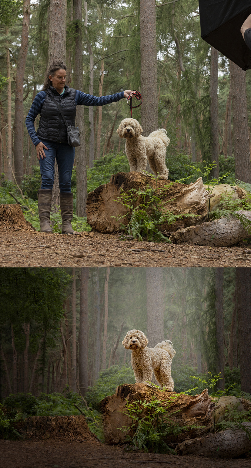 Editing out leads when preparing your dog photography session images