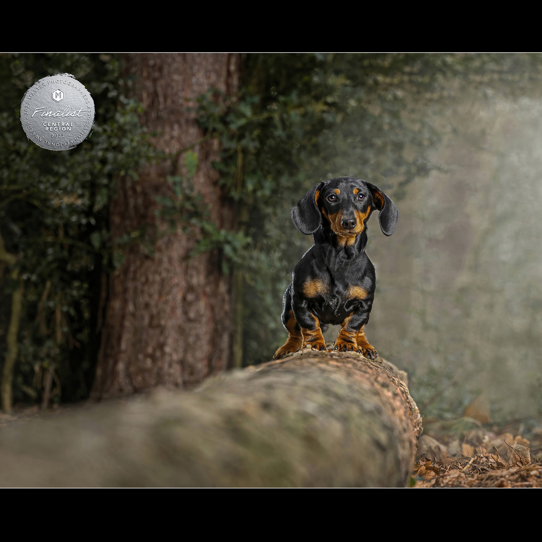 Location Dog photography sessions in London