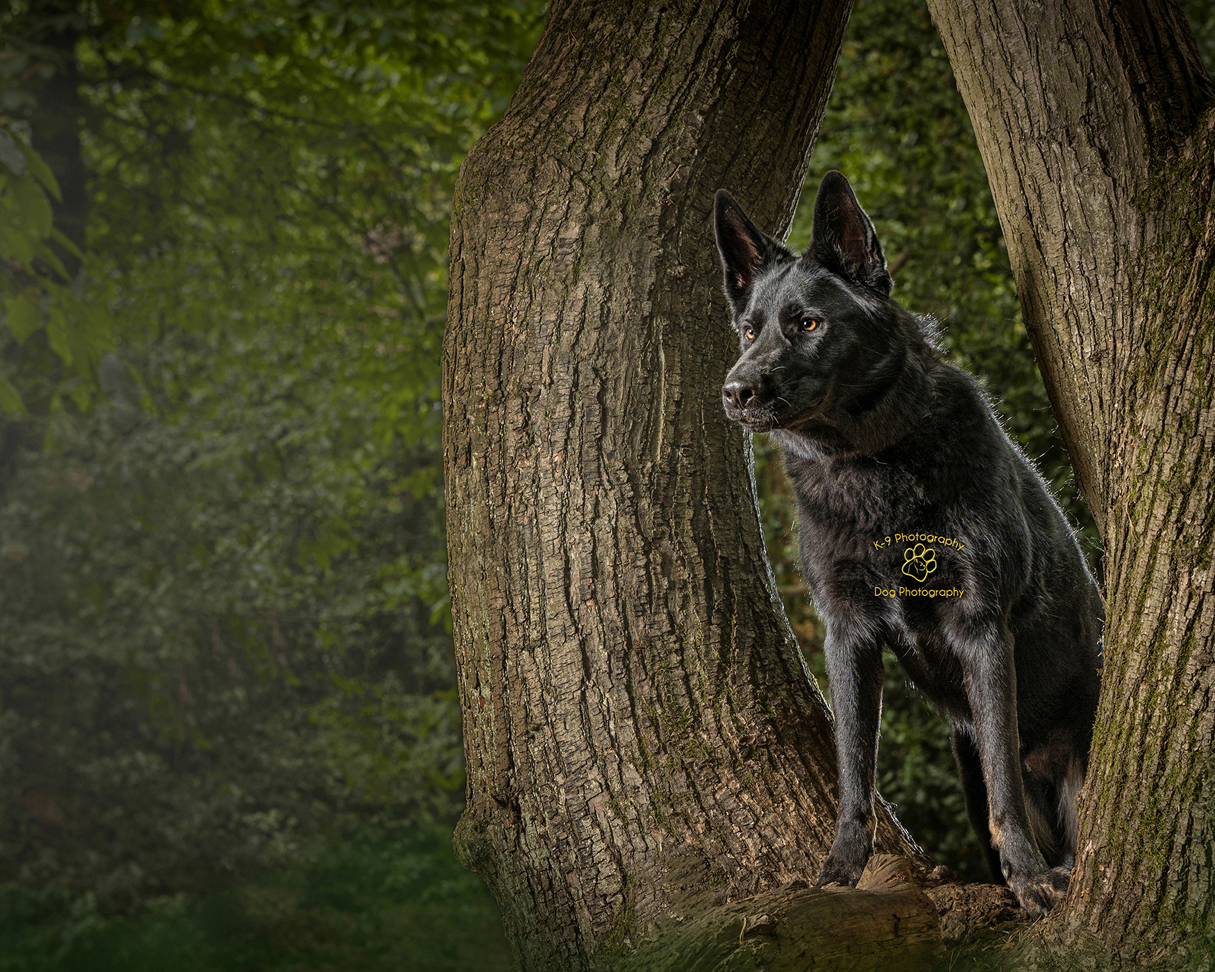Dog photography on location in London and the U.K.