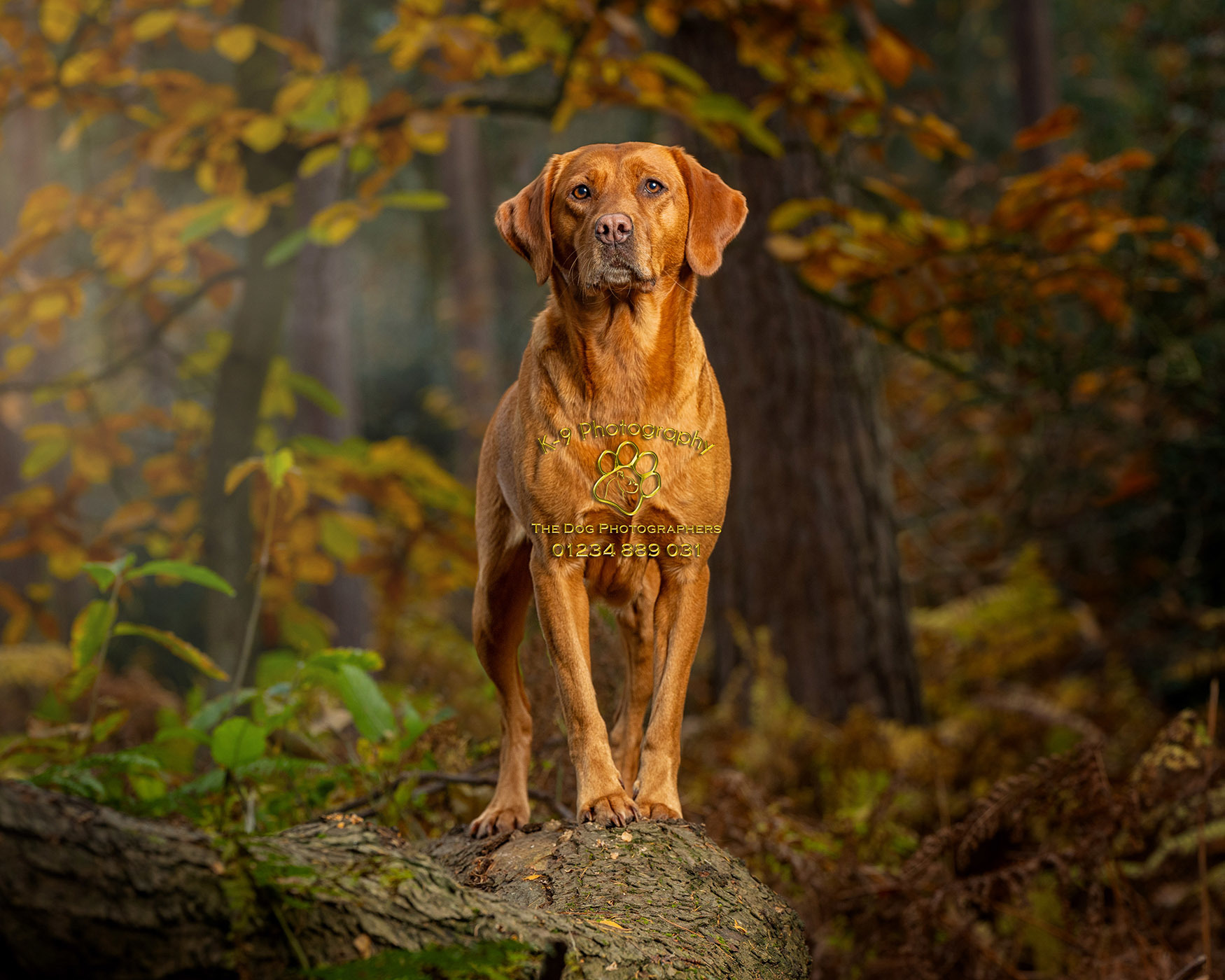 Dog and Pet Photography specialist in Bedford, Bedfordshire |photographed on location by award winning Dog and Pet photographer Adrian Bullers